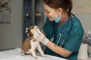 Ventajas de los bancos de imágenes gratuitos para la estrategia de marketing de tu veterinaria