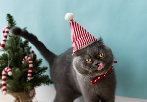 Consejos a tener en cuenta en vuestro centro veterinario de cara a Navidad