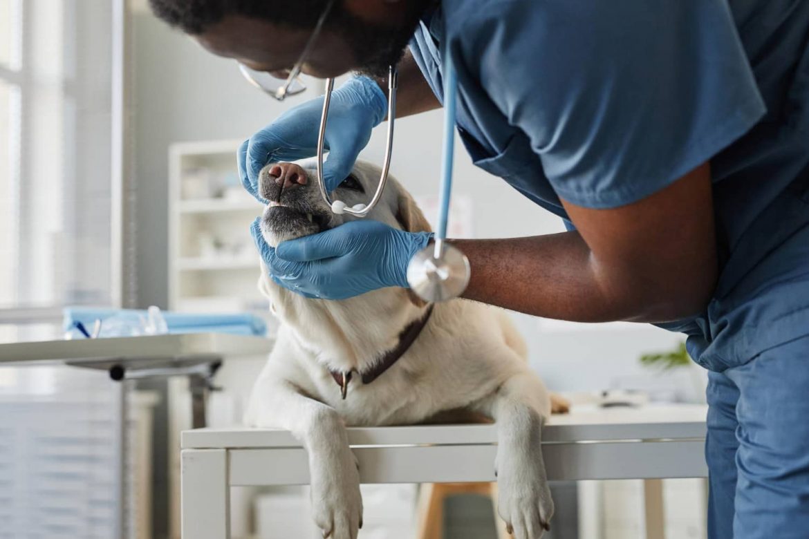 Cómo crear una campaña veterinaria de salud dental efectiva