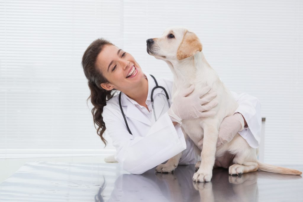Consejos para hacer una empresa veterinaria feliz