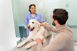 Características de un servicio al cliente veterinario eficaz