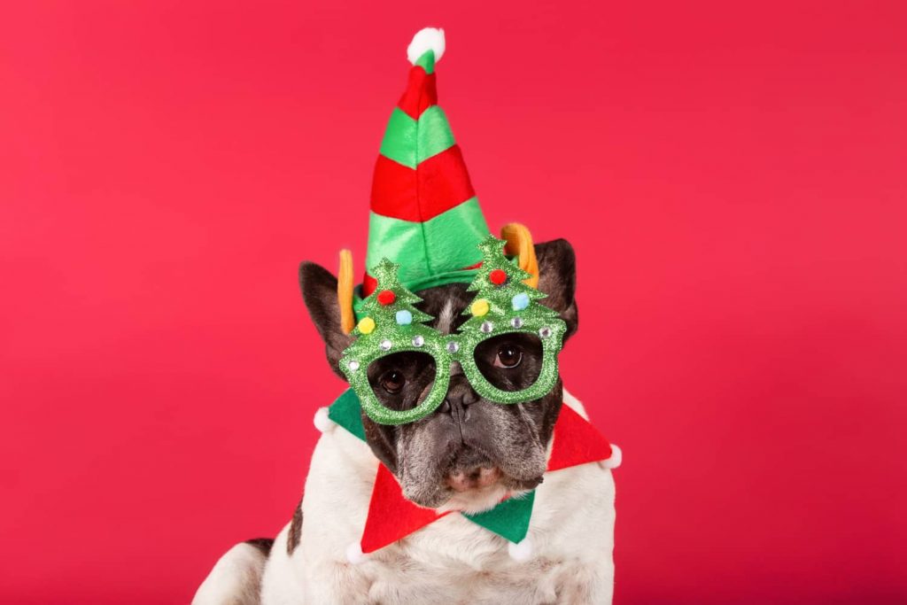 Cómo dar los consejos a los clientes de tu veterinaria en Navidad