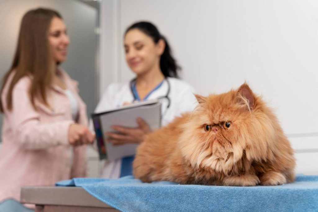 Consejos para extender el ciclo de vida de los clientes en veterinaria