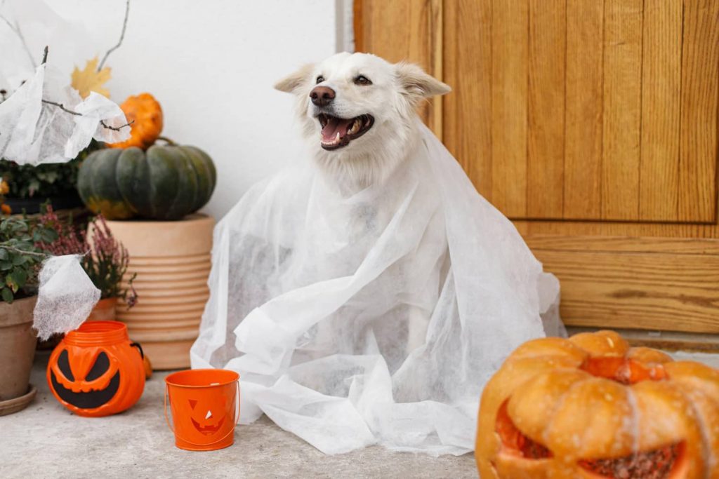 ¿Por qué SÍ celebrar Halloween en tu clínica veterinaria?