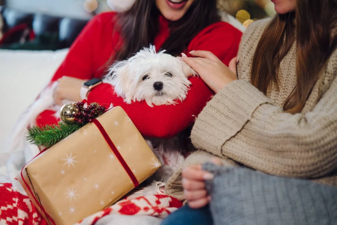 Estrategias de marketing navideño para tu clínica veterinaria