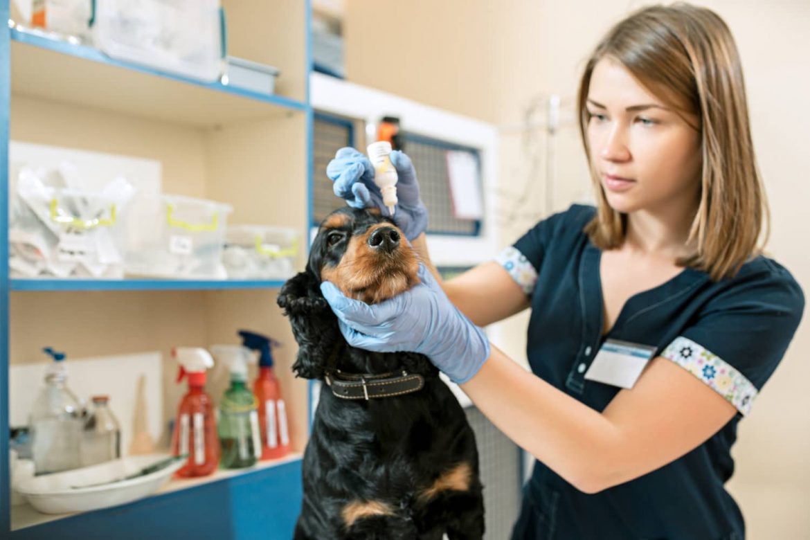 como-optimizar-gestion-inventario-clinica-veterinaria Cómo optimizar la gestión de inventario en una clínica veterinaria